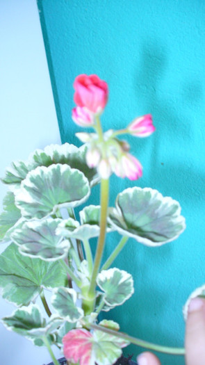 P1030712 - flori de vanzare aprilie 2012
