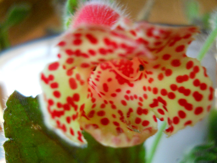 Ingrid-diam. floare= 34mm - KOHLERII 2012-flori  in vara