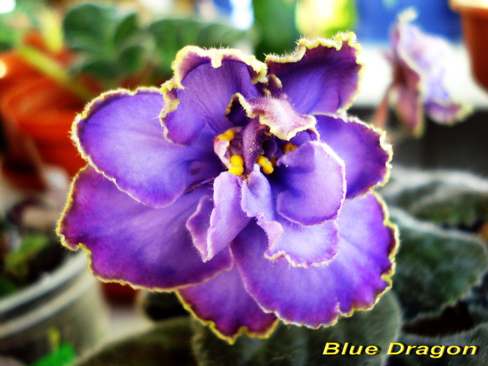 Blue Dragon (31-03-2012) - Violete 2012