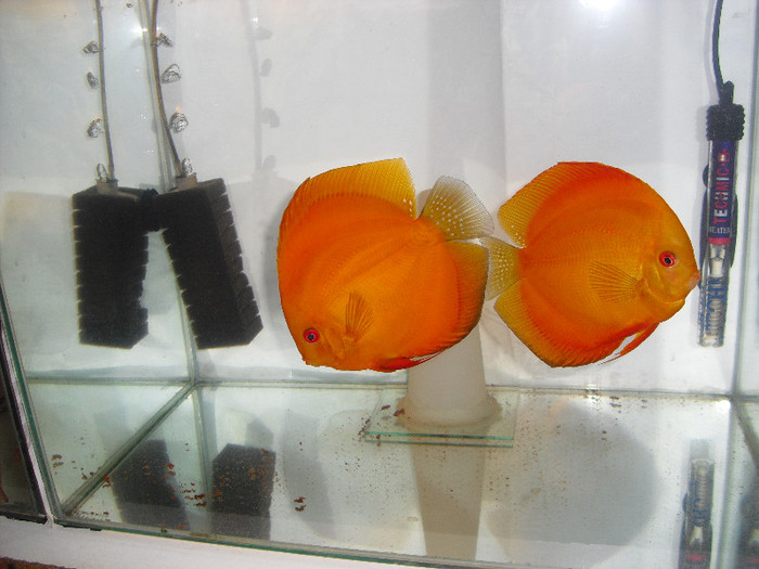 pereche red melon - My Discus fish