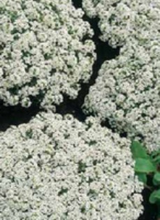 ciucusoara alb - alyssum snow white - seminte flori