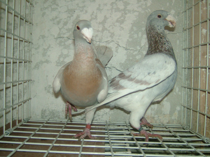 mascul 2008-femela 2008