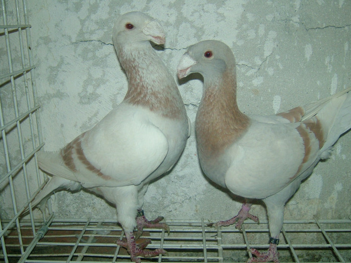 mascul 2010-femela 2010