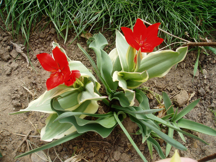 P1010013 - Primavara