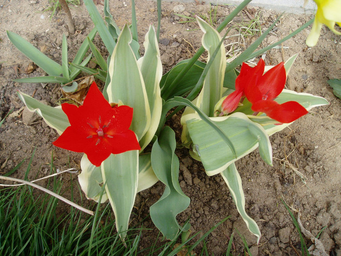 P1010011 - Primavara