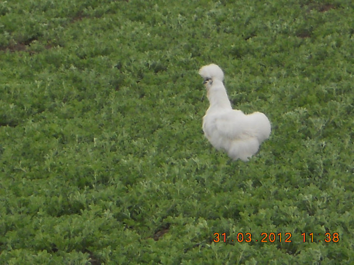 unde te uiti numa-i lucerna - preferata mea