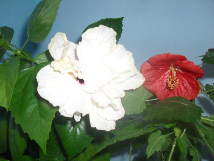 Hibi alb si abuti rosu - HIBISCUS Classic White 2011-2012 pierdut