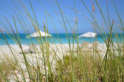 alexa desena ce visase...