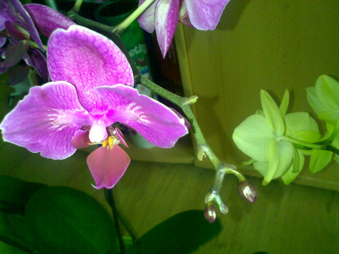 310320121588 - Phalaenopsis new edition