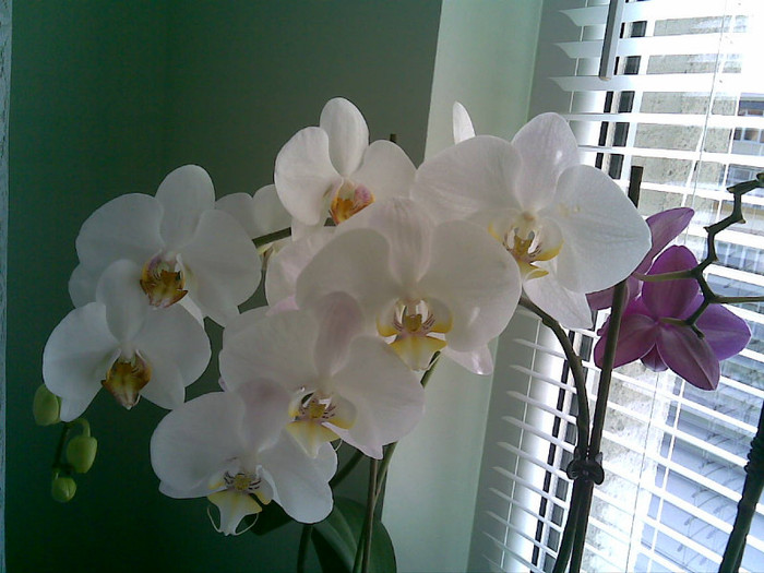 orhidee cu care imi face in ciuda - Florile tatalui meu