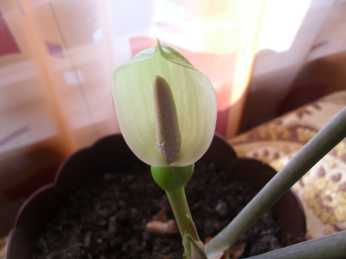 IMG_2641 - ALOCASIA POLLY