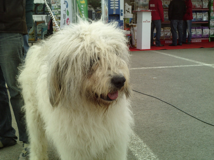 lady - cupa bucovina 2012