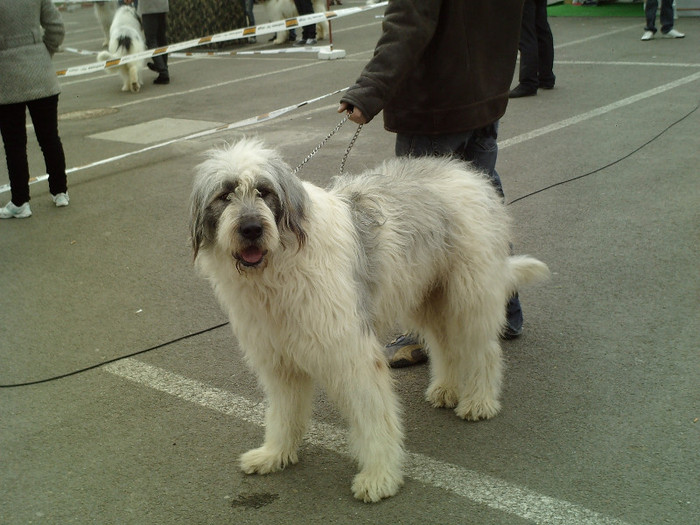 SUNP0033 - cupa bucovina 2012