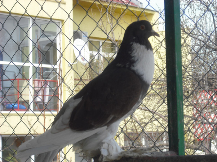  - PORUMBEI GUSATI POMERANIENI