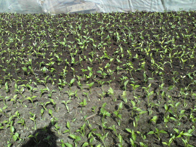 pat de ardei repicat