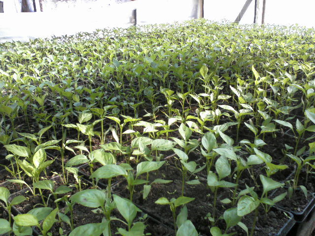 pat de ardei - pregatirea serei  si a rasadului 2012 2013