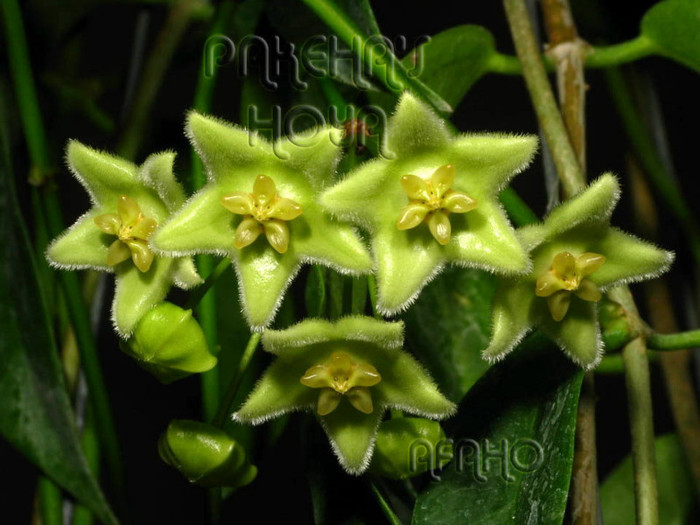  - X Hoya Chlorantha pierduta