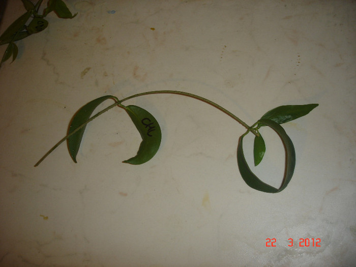 chlorantha - X Hoya Chlorantha pierduta
