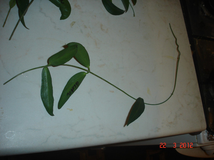 globulifera - Hoya Globulifera