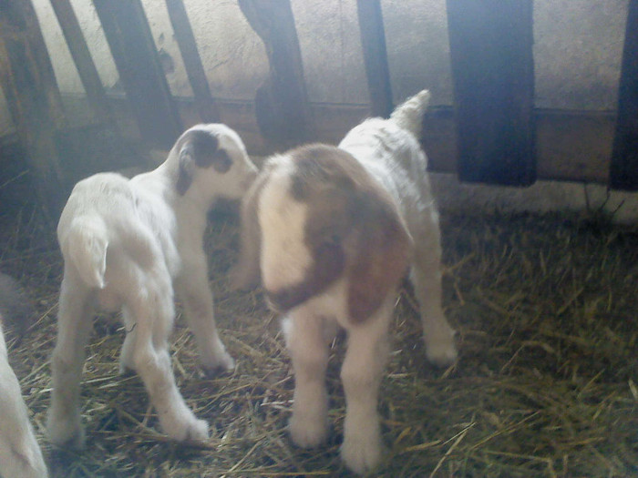 DSC01783 - iezii boeri