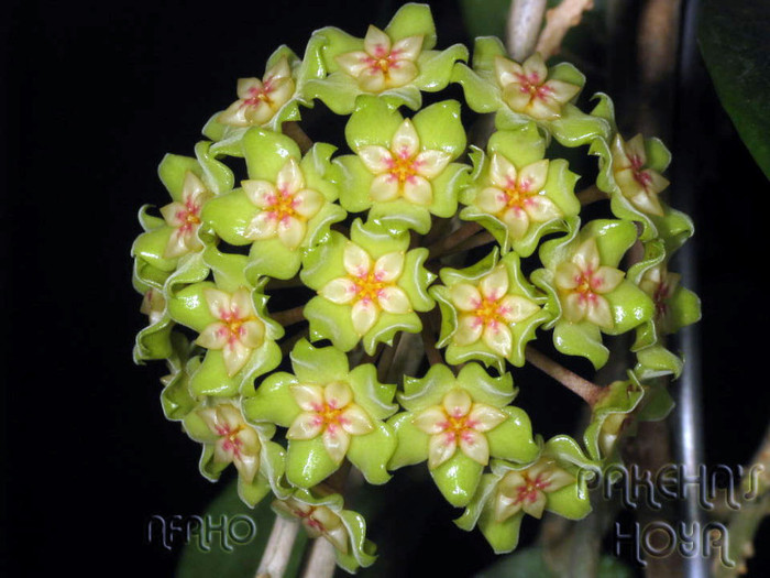  - Hoya Neocaledonica