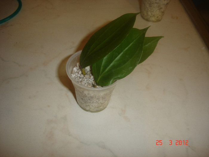 in perlit - Hoya Neocaledonica