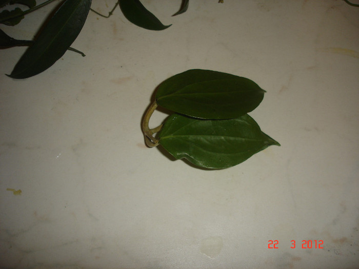neocaledonica1 - Hoya Neocaledonica