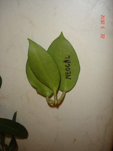 neocaledonica 2 - Hoya Neocaledonica