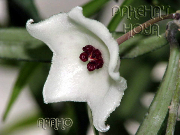  - Hoya Pauciflora