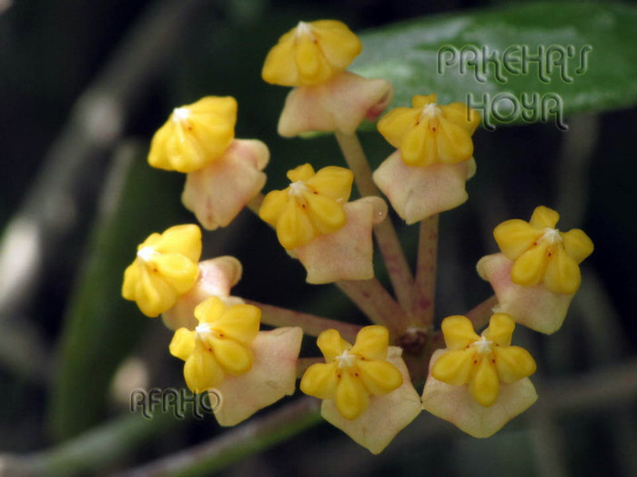  - x Hoya Myrmecopa pierduta