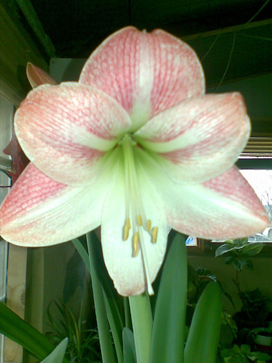 Apple Blossom - 1_My Amaryllis-2012