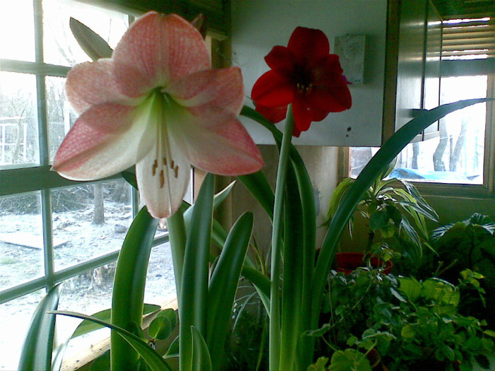 31 Martie 2012 - 1_My Amaryllis-2012