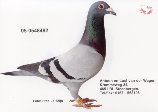 VanderWegen_05-482 - Van Der Wegen Pigeons