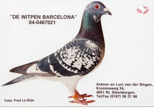 VanderWegen_04-021WitpenBarcelona - Van Der Wegen Pigeons