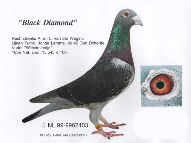 black diamond - Van Der Wegen Pigeons
