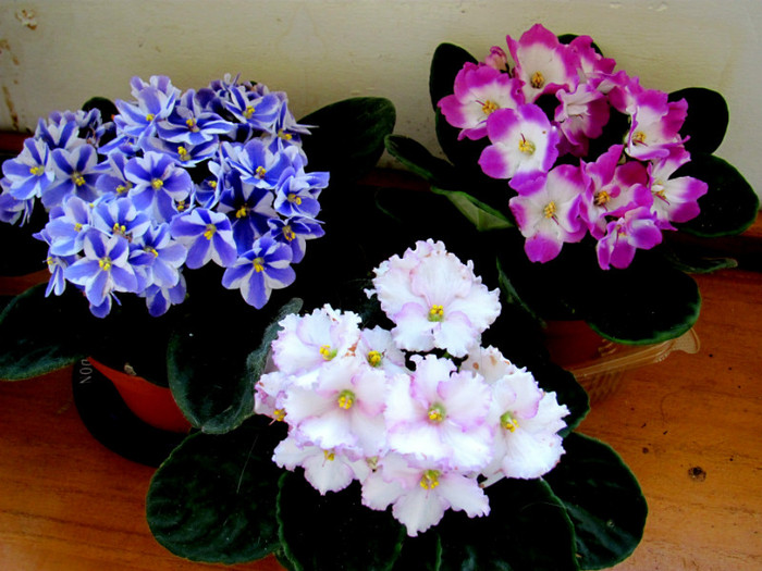31-03-2012 005 - violete