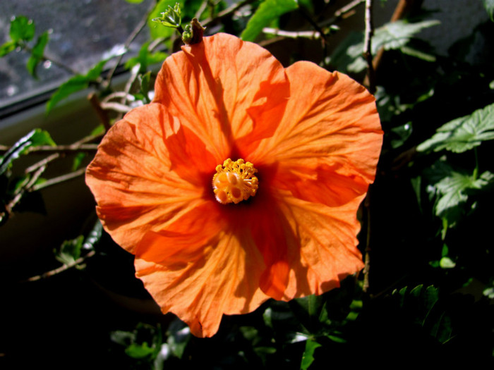 31-03-2012 013 - hibiscus