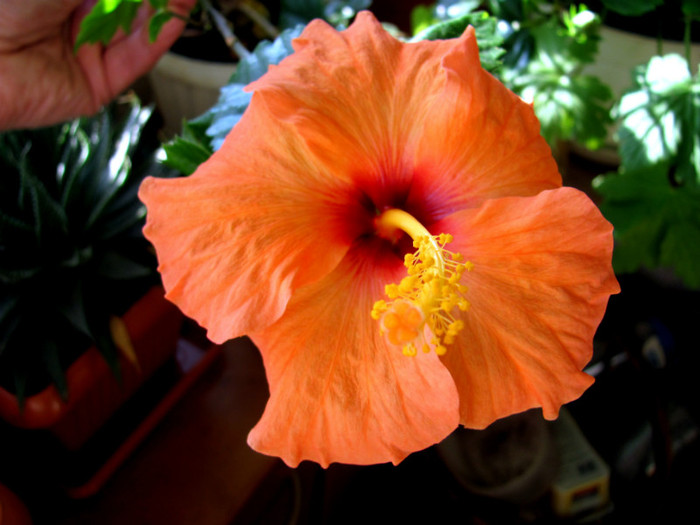 31-03-2012 012 - hibiscus