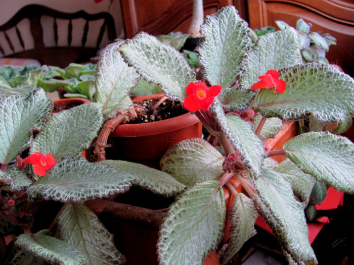 26-03-2012 018 - Episcia