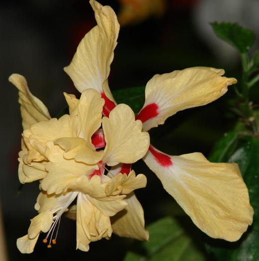 El Capitolio - Hibiscus