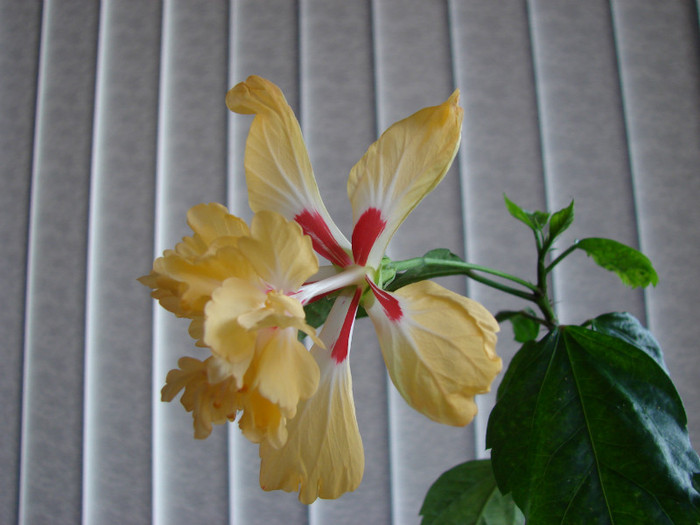 El Capitolio - Hibiscus