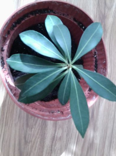 pieris-multumesc gaby