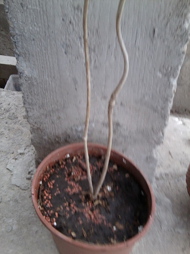 pandorea -mii de multumiri gaby