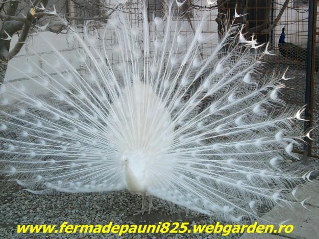 1302345150_174794100_3-Ferma-de-pauni-din-judetul-Gorj-wwwfermadepauni825webgardenro-Animale - fermadepauni825