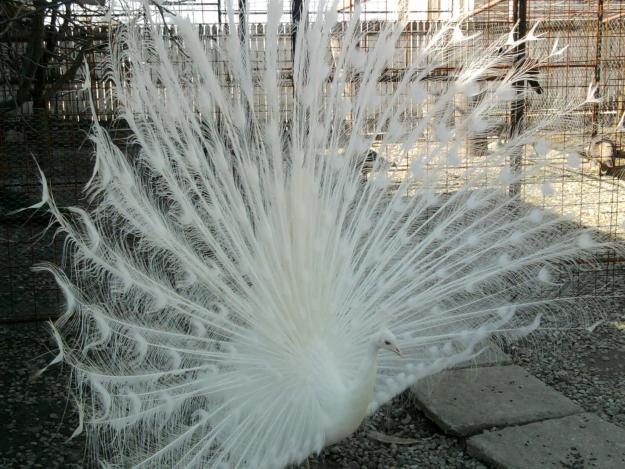 1302345150_174794100_4-Ferma-de-pauni-din-judetul-Gorj-wwwfermadepauni825webgardenro-De-Vanzare