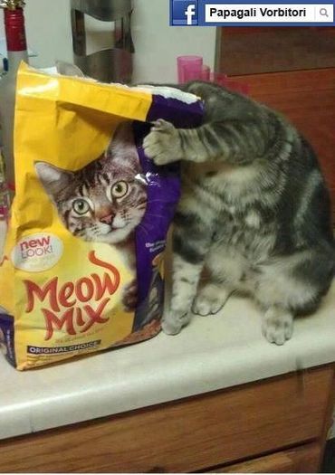 Meow mix- numai pentru pisicute - Funny