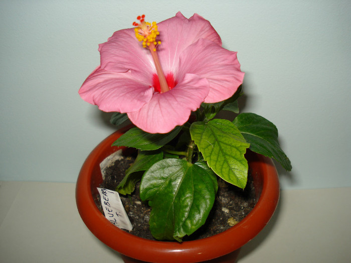Blue Berry T 01.04.2012 - HIBISCUS 2012