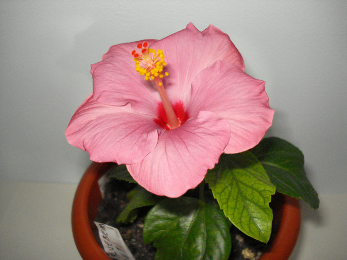 DSC02025 - HIBISCUS 2012
