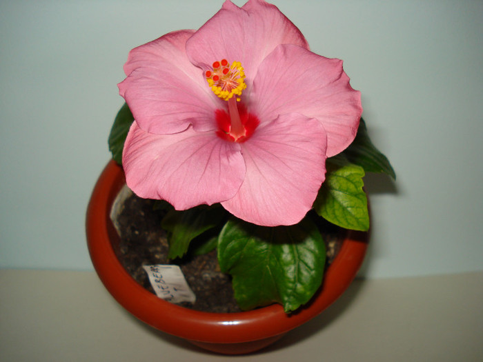 DSC02028 - HIBISCUS 2012