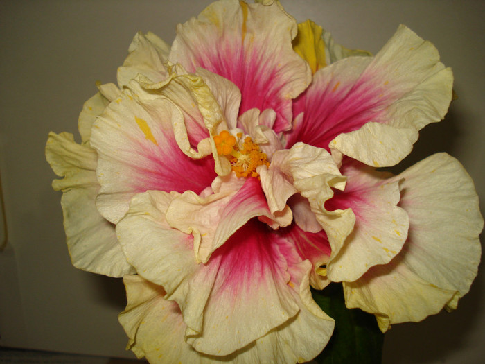 DSC02033